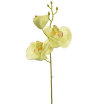 SMALL ORCHID SPRAY GREEN