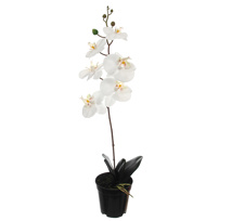 SINGLE LARGE ORCHID W/6 FLOWERS IN POT 65CM CREAM