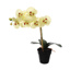 SINGLE LARGE ORCHID IN POT 40CM GREEN
