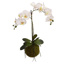 ORCHID ON MOSS BASE H 70CM