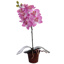 SMALL ORCHID IN POT 32CM LAVENDER
