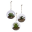 SUCCULENT IN HANGING GLASS BALL DIA 12 CM ASSORTED