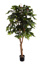 COFFEE TREE W/480 LVS H 170CM GREEN
