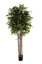 DRACENA SURCULOSA TREE W/1542 LVS 210CM GREEN