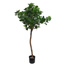 CLUSIA TREE W/406 LVS H 145CM GREEN