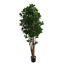 CLUSIA TREE W/928 LVS H 170CM GREEN