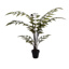 BUTTERFLY FERN PLANT W/129 LVS GREEN