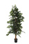 EXOTICA FICUS TREE 180CM IN POT X 1378LVS GREEN